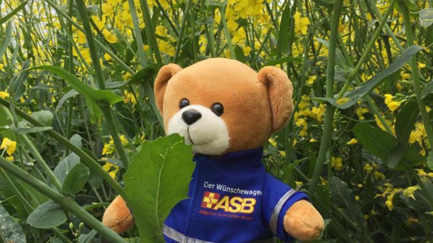 Symbolbild 2: Der Wünschewagen-Bär im Rapsfeld.